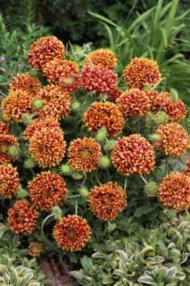 Picture of Gaillardia - Sundance